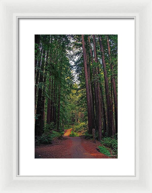 Cowell Redwoods State Park - Framed Print