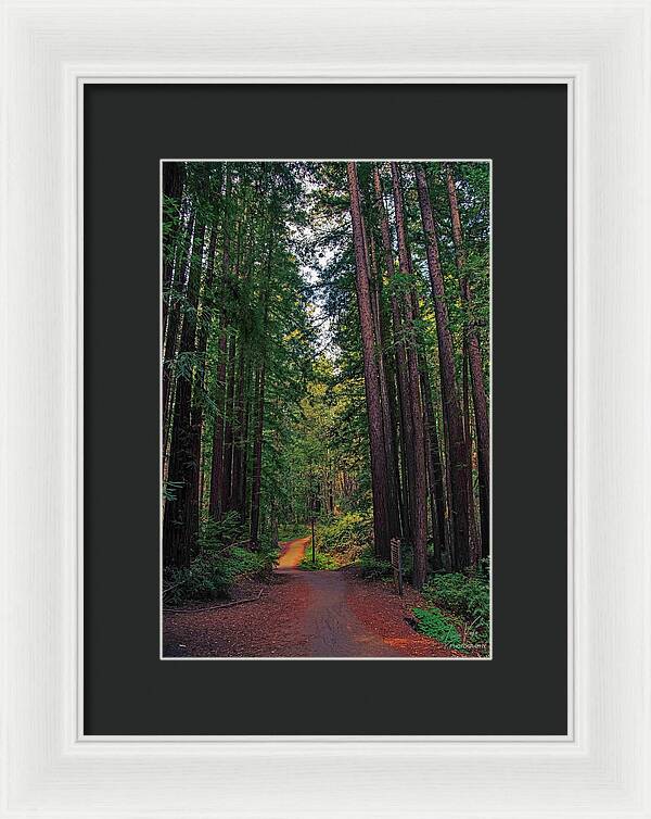 Cowell Redwoods State Park - Framed Print
