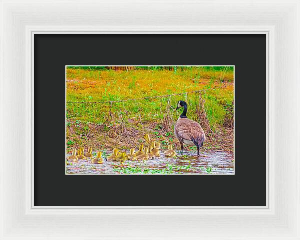 Cute Ducklings Swimming away - Framed Print
