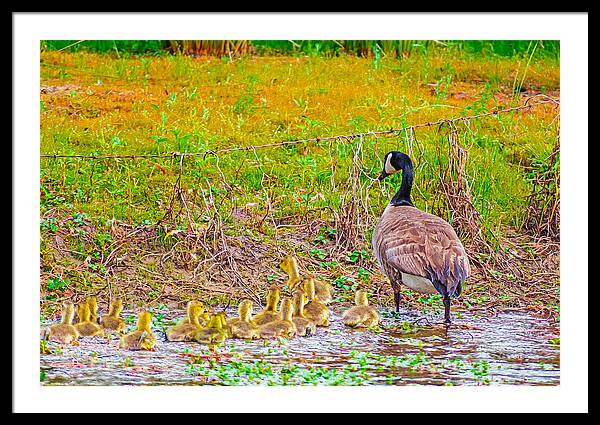 Cute Ducklings Swimming away - Framed Print