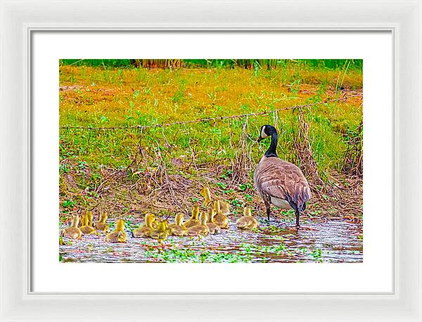 Cute Ducklings Swimming away - Framed Print