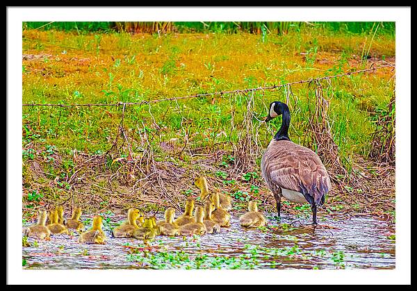 Cute Ducklings Swimming away - Framed Print