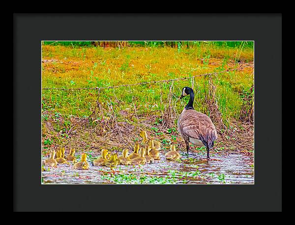 Cute Ducklings Swimming away - Framed Print