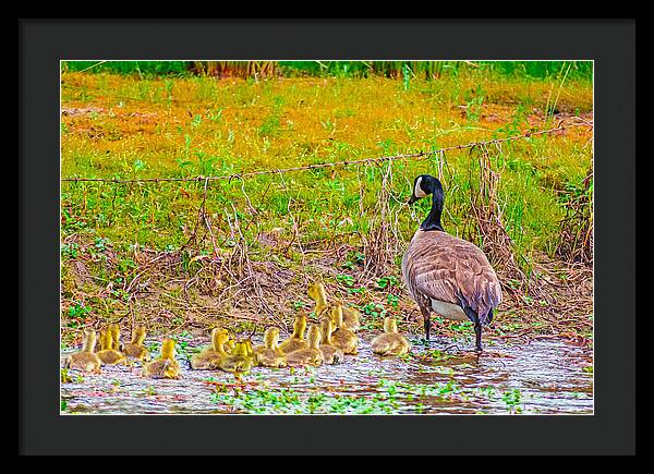 Cute Ducklings Swimming away - Framed Print