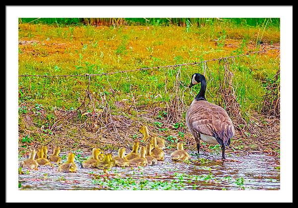 Cute Ducklings Swimming away - Framed Print
