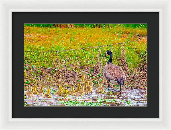 Cute Ducklings Swimming away - Framed Print