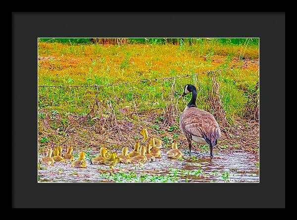 Cute Ducklings Swimming away - Framed Print