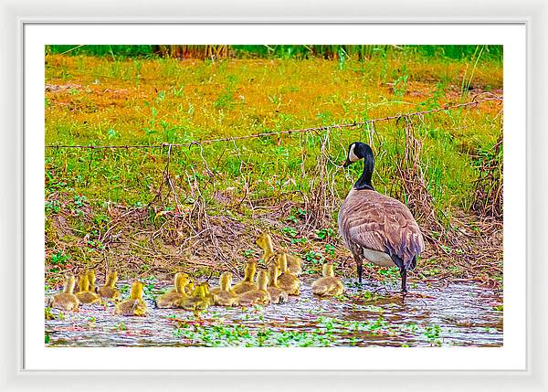 Cute Ducklings Swimming away - Framed Print