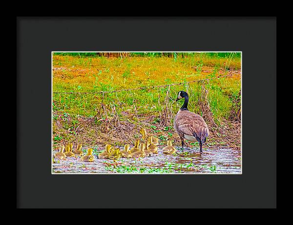 Cute Ducklings Swimming away - Framed Print