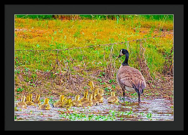 Cute Ducklings Swimming away - Framed Print