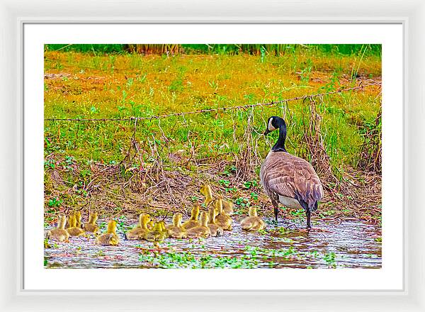 Cute Ducklings Swimming away - Framed Print