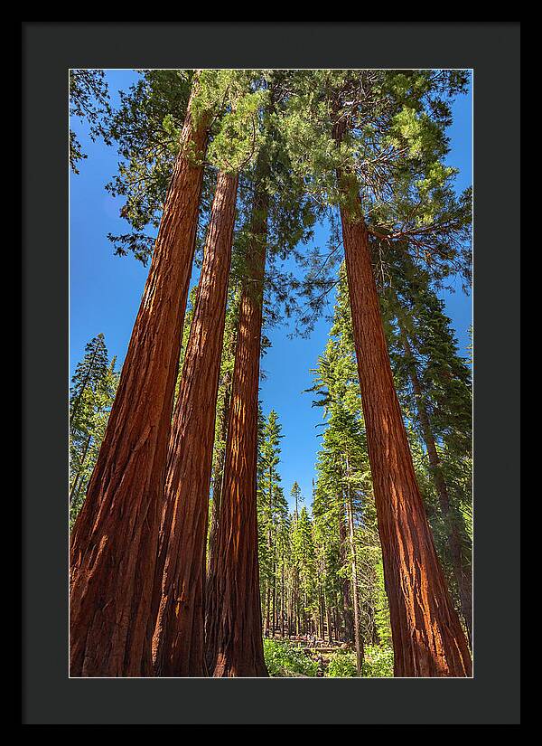 Darkness and Light Sequoia Trees - Framed Print