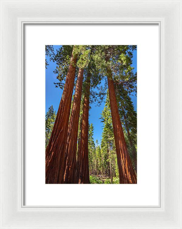 Darkness and Light Sequoia Trees - Framed Print