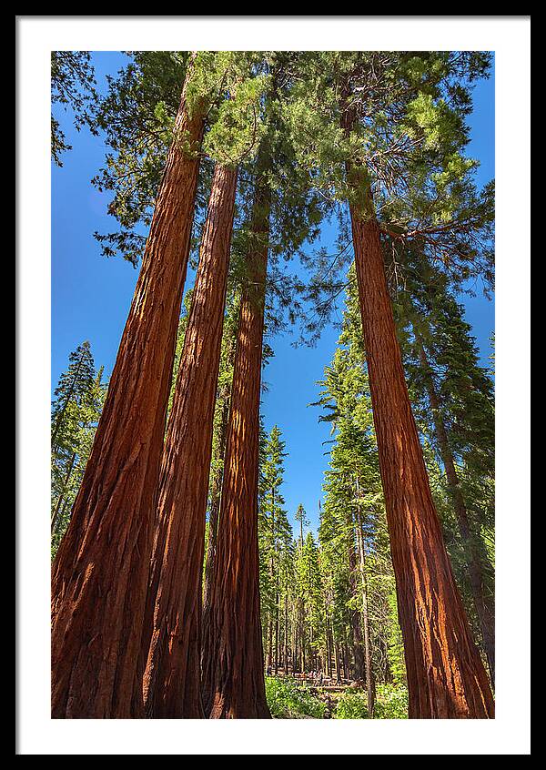 Darkness and Light Sequoia Trees - Framed Print