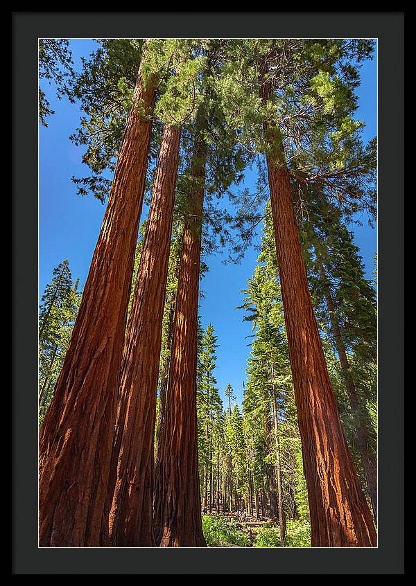 Darkness and Light Sequoia Trees - Framed Print