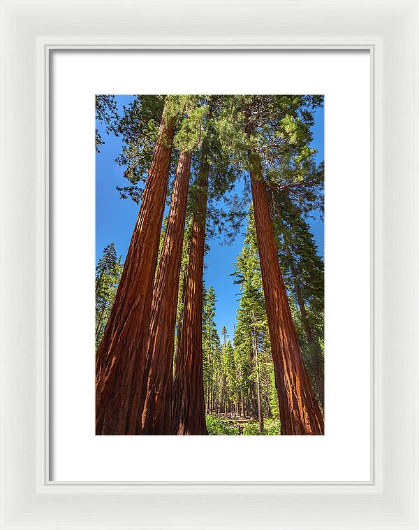 Darkness and Light Sequoia Trees - Framed Print