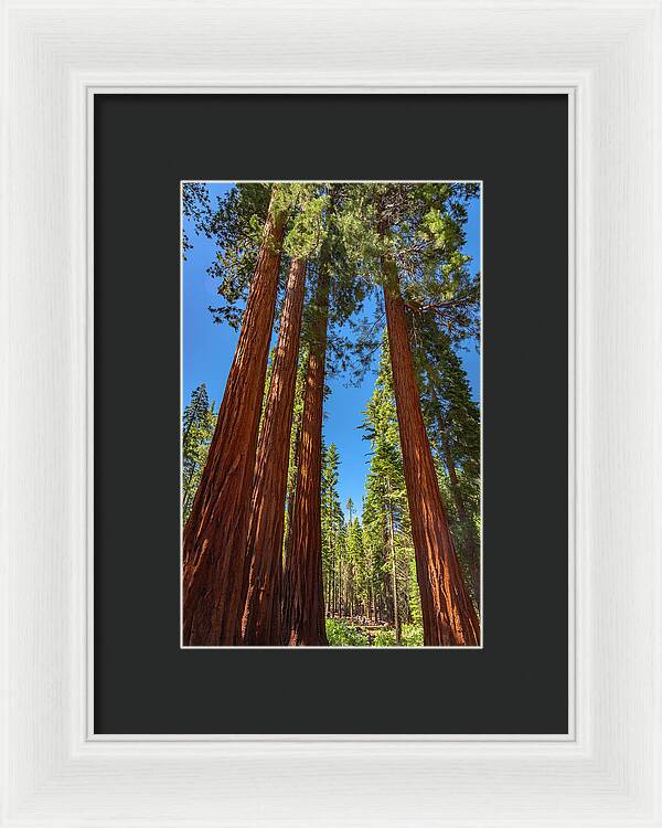 Darkness and Light Sequoia Trees - Framed Print