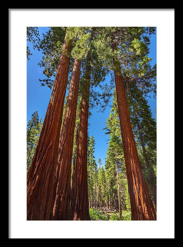 Darkness and Light Sequoia Trees - Framed Print