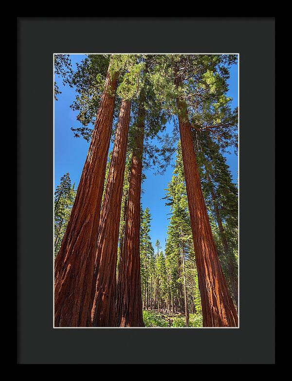 Darkness and Light Sequoia Trees - Framed Print