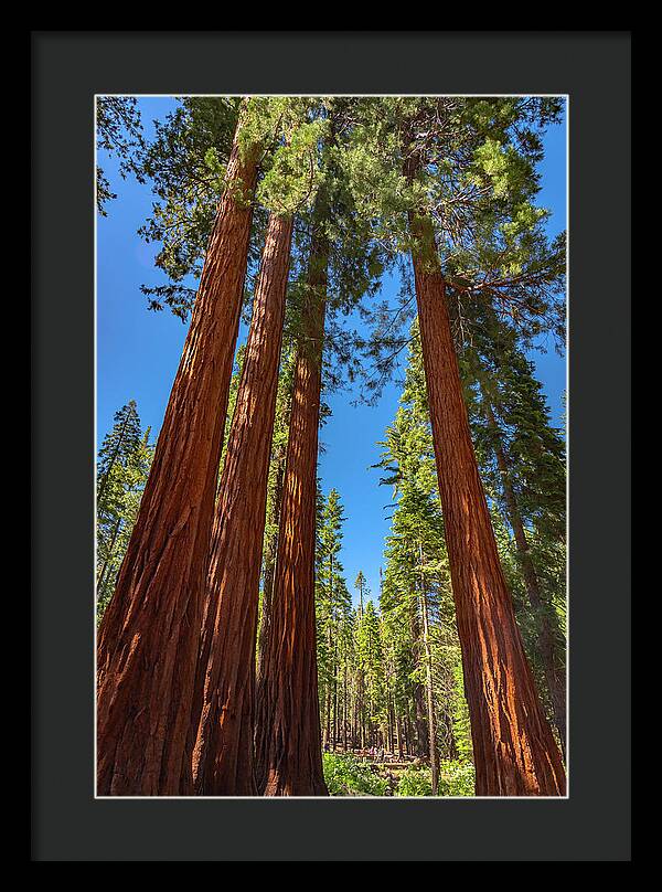 Darkness and Light Sequoia Trees - Framed Print