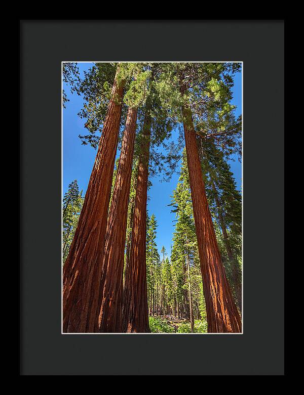 Darkness and Light Sequoia Trees - Framed Print