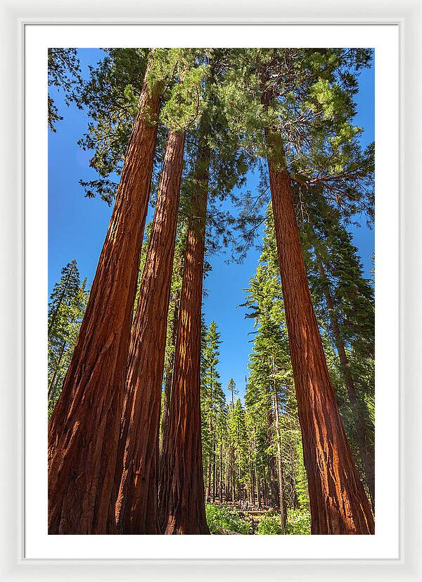 Darkness and Light Sequoia Trees - Framed Print