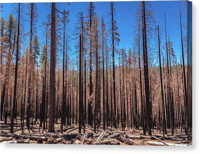 Dozens of Burned Pines Landscape - Canvas Print