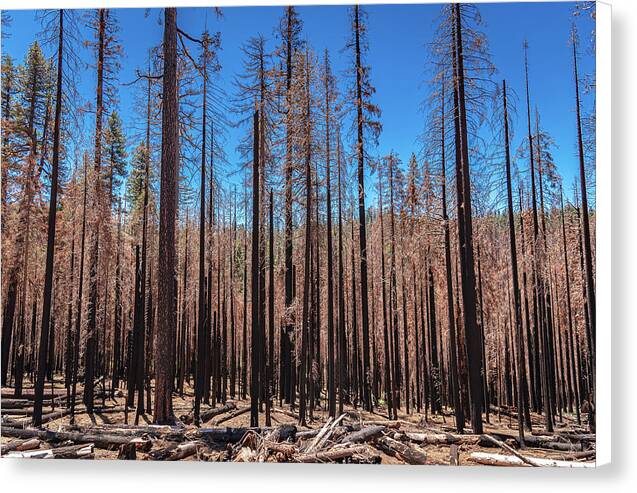 Dozens of Burned Pines Landscape - Canvas Print