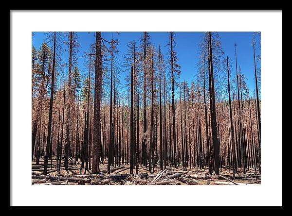 Dozens of Burned Pines Landscape - Framed Print