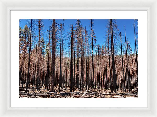Dozens of Burned Pines Landscape - Framed Print