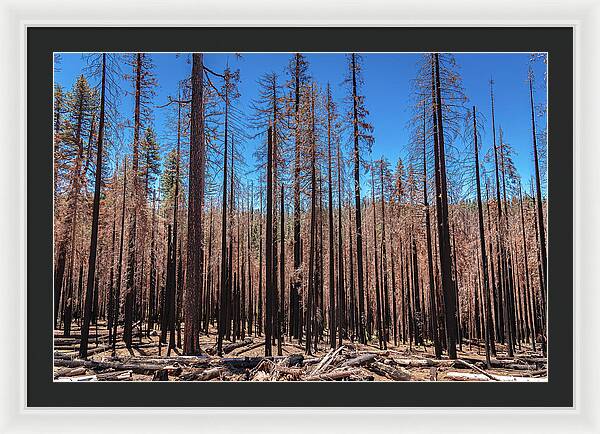 Dozens of Burned Pines Landscape - Framed Print