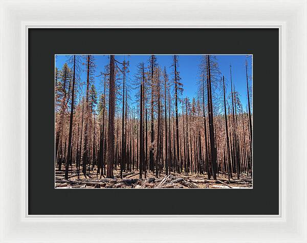 Dozens of Burned Pines Landscape - Framed Print