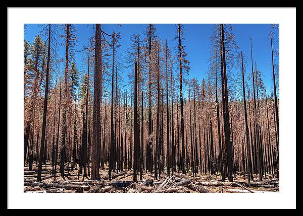 Dozens of Burned Pines Landscape - Framed Print