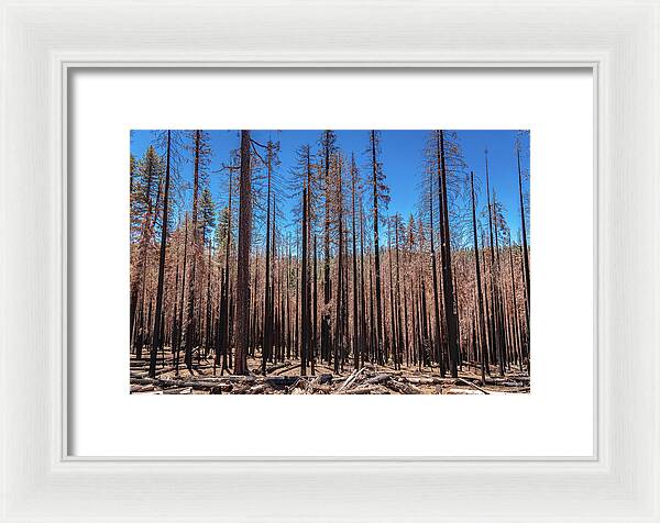 Dozens of Burned Pines Landscape - Framed Print
