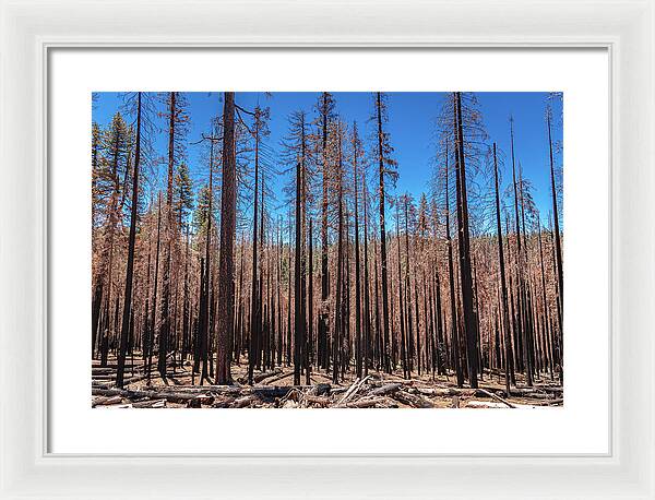 Dozens of Burned Pines Landscape - Framed Print