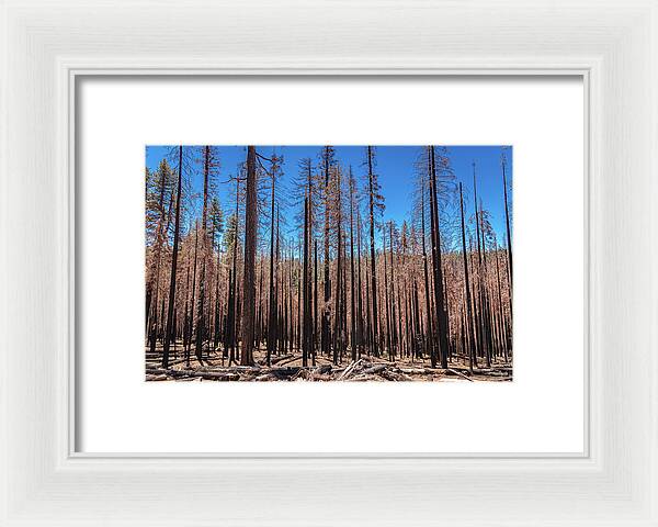 Dozens of Burned Pines Landscape - Framed Print