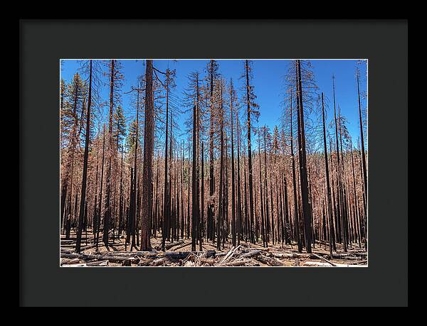 Dozens of Burned Pines Landscape - Framed Print