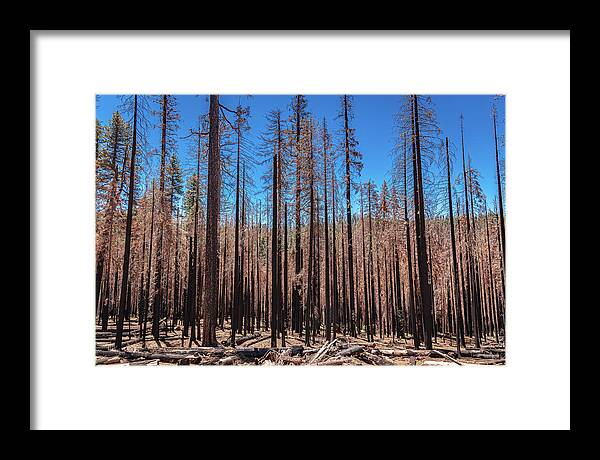 Dozens of Burned Pines Landscape - Framed Print