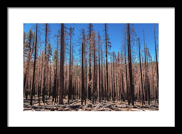 Dozens of Burned Pines Landscape - Framed Print