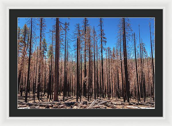 Dozens of Burned Pines Landscape - Framed Print