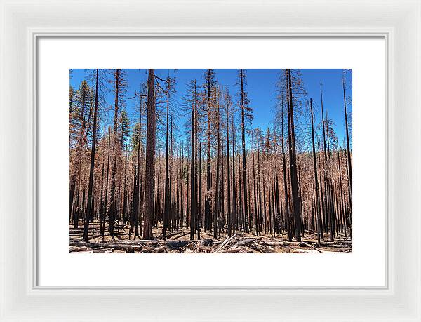 Dozens of Burned Pines Landscape - Framed Print