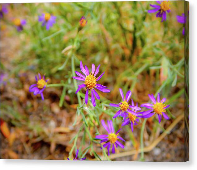 Dreamy Purple and Yellow Flowers Landscape - Canvas Print