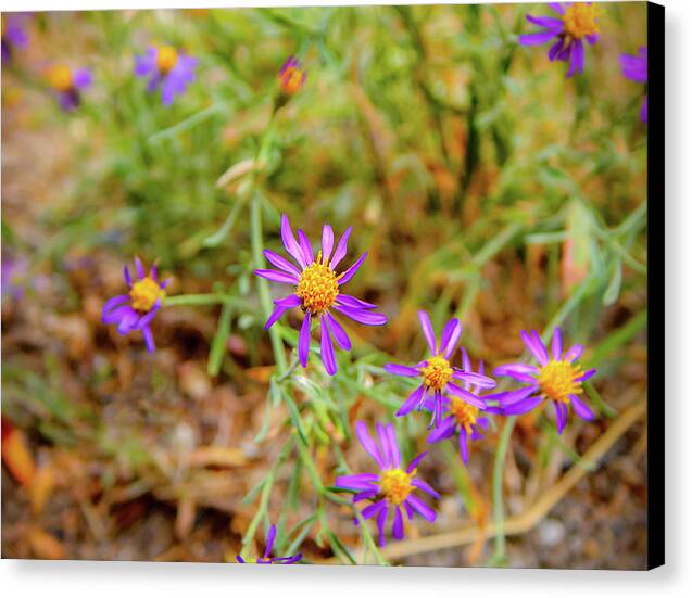 Dreamy Purple and Yellow Flowers Landscape - Canvas Print