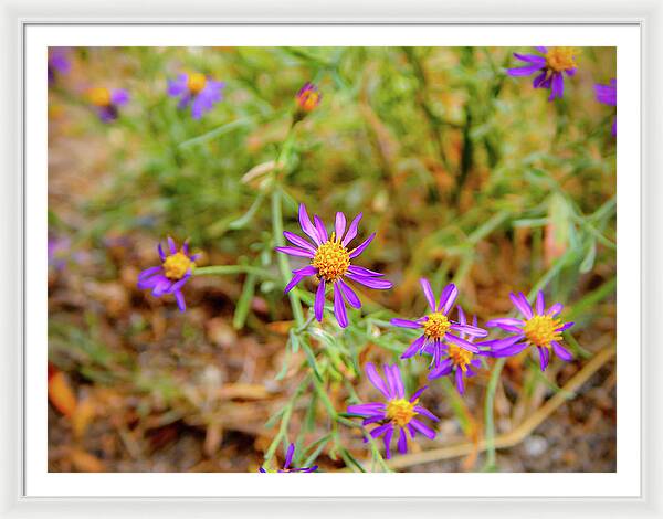 Dreamy Purple and Yellow Flowers Landscape - Framed Print