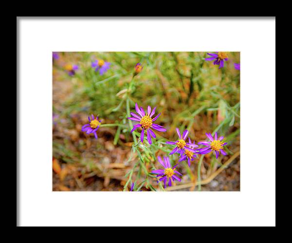 Dreamy Purple and Yellow Flowers Landscape - Framed Print