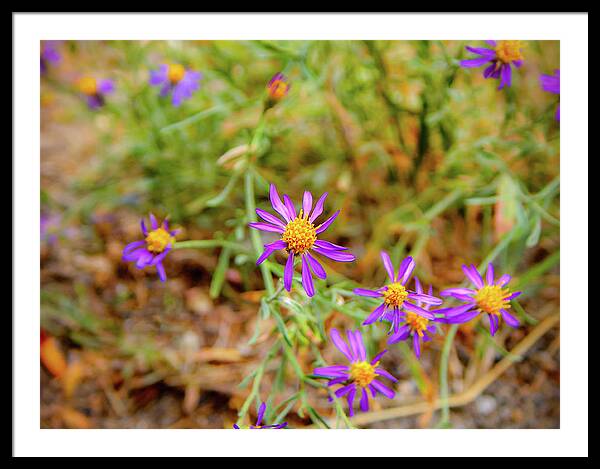 Dreamy Purple and Yellow Flowers Landscape - Framed Print