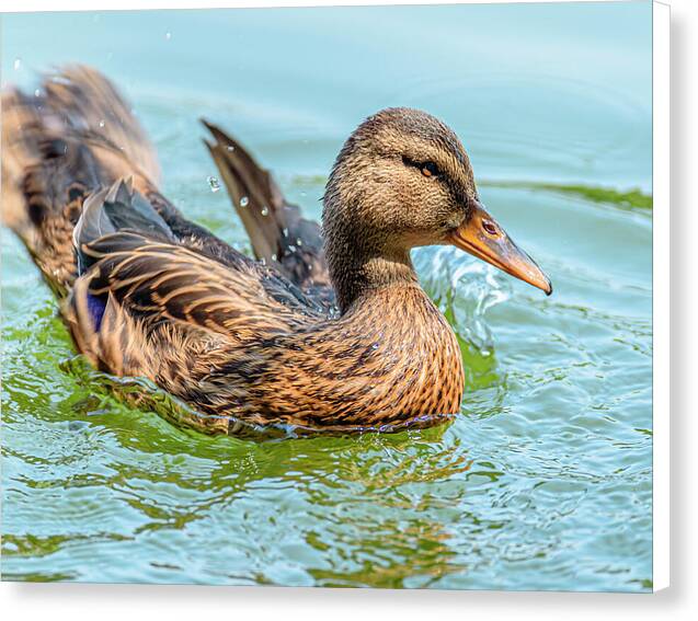 Duck Gliding on Water - Canvas Print