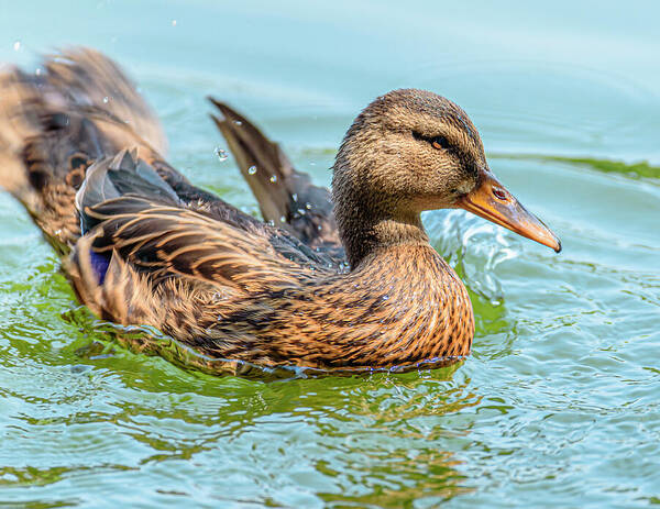 Duck Gliding on Water - Art Print
