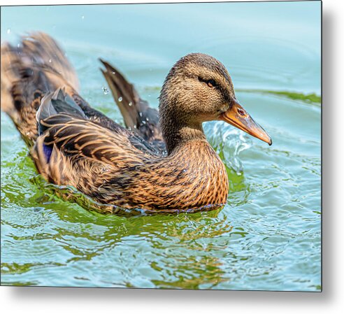 Duck Gliding on Water - Metal Print