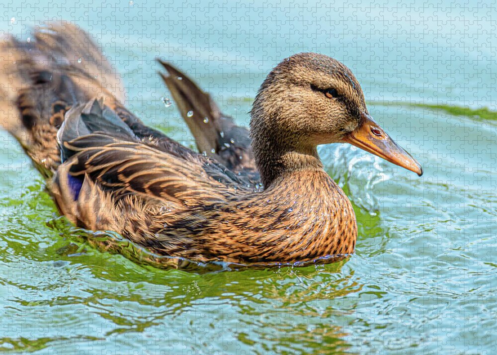 Duck Gliding on Water - Puzzle